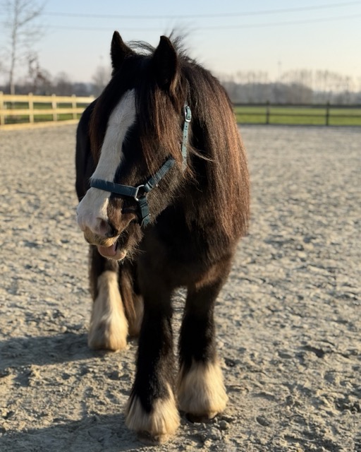 Hippotherapie -PAARDenKRACHT Commance Hippotherapie -PAARDenKRACHT Commance