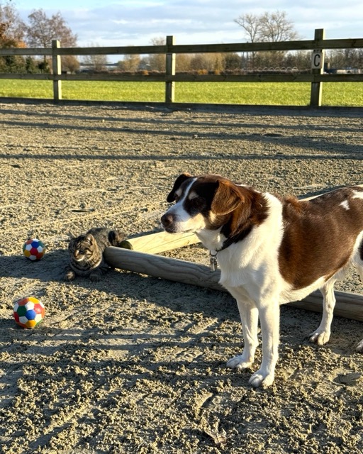 Hippotherapie -PAARDenKRACHT Camiel en Maurice Hippotherapie -PAARDenKRACHT Camiel en Maurice