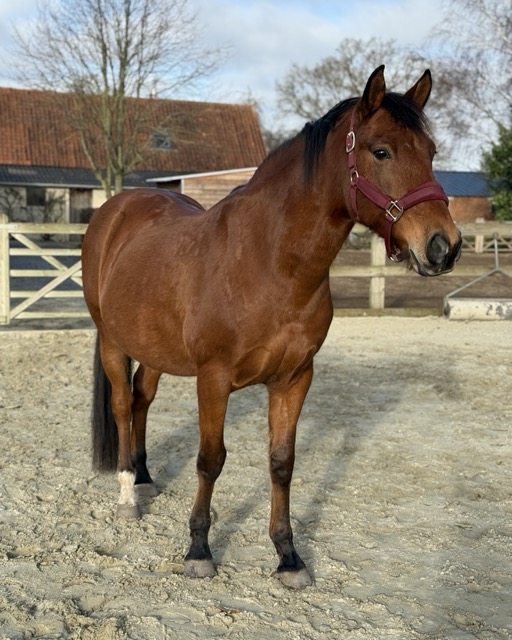 Hippotherapie -PAARDenKRACHT Commance Hippotherapie -PAARDenKRACHT Commance