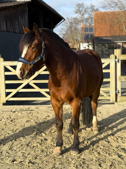 Hippotherapie -PAARDenKRACHT Commance