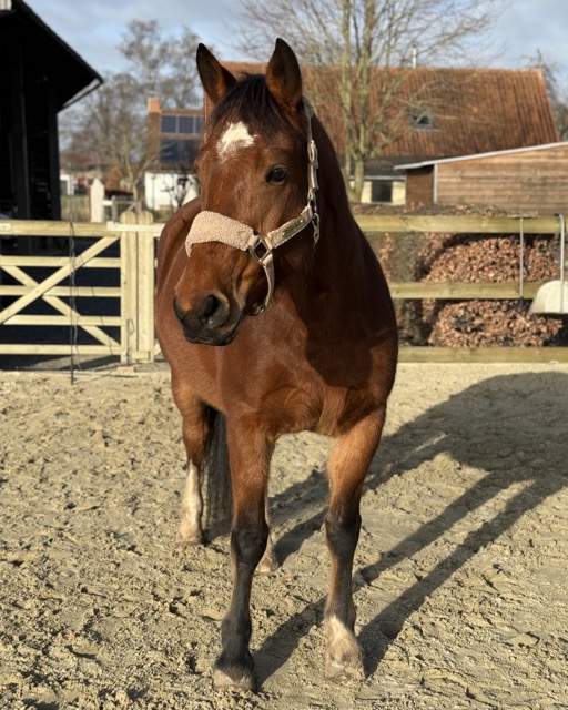 Hippotherapie -PAARDenKRACHT Joyce Hippotherapie -PAARDenKRACHT Joyce